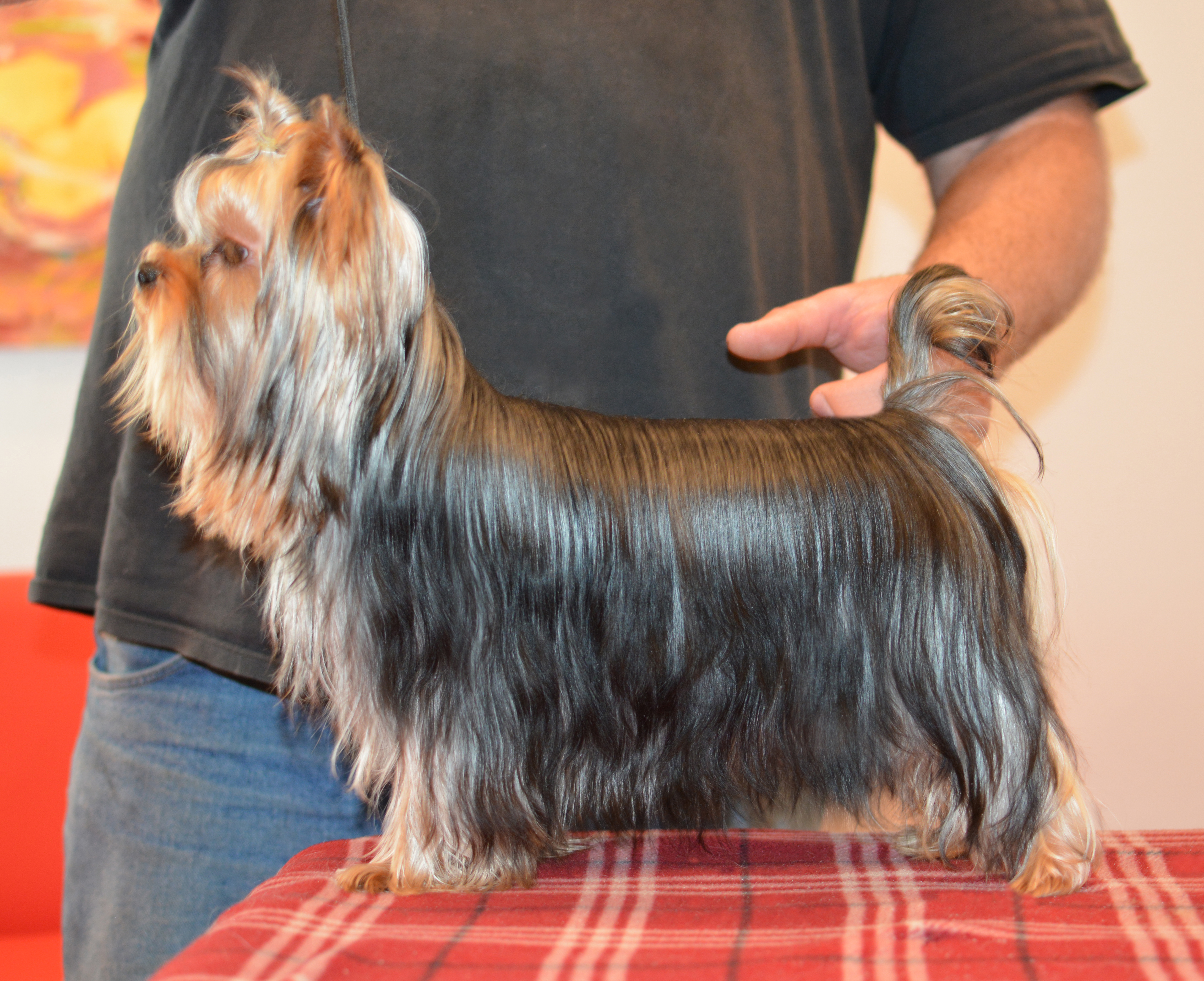 Yorky puppy - show puppy male